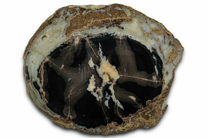Polished Petrified Palm Wood Round - Wyoming #346840
